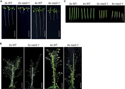 Structural Maintenance of Chromosomes 5/6 Complex Is Necessary for Tetraploid Genome Stability in Arabidopsis thaliana